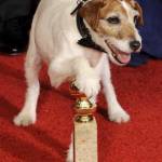 Uggie, il cane da Oscar di The Artist3