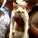 India, crolla palazzo: uomo salva la gatta di casa e muore 2