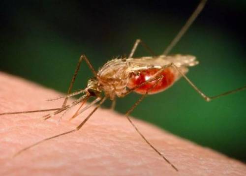 "Luminol sconfigge la malaria": è il composto usato nelle scene del crimine