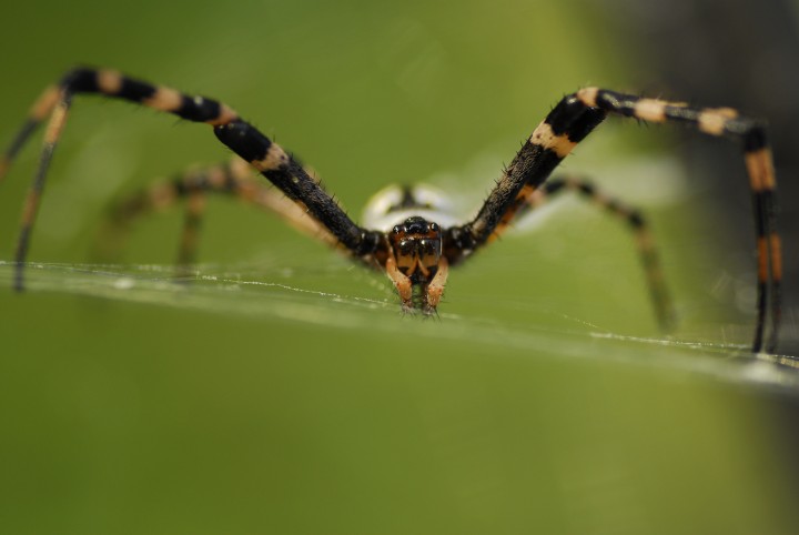 Veleno del ragno come "Viagra": stimola erezione