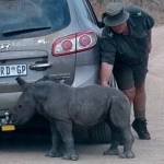Sudafrica, cucciolo orfano di rinoceronte scambia auto per la mamma1