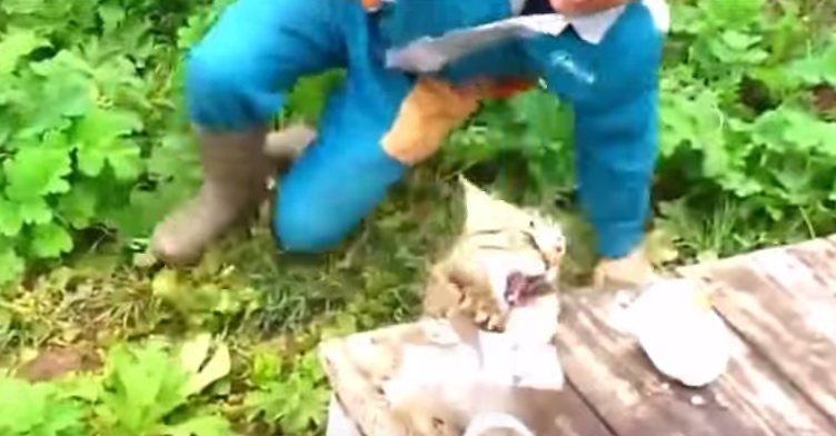Russia, ha appena pescato un pesce: gatto si avvicina e gli ruba la preda