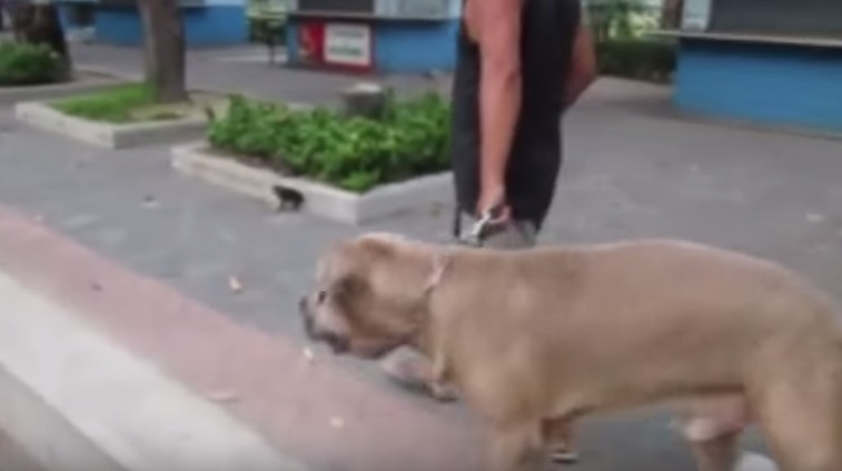 Mamma gatto allontana il cane dai suoi cuccioli VIDEO