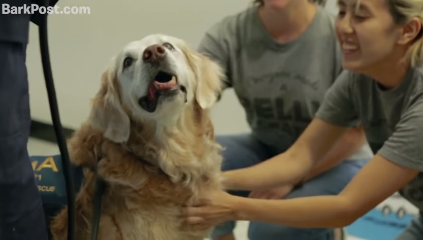 11 settembre: l'ultimo cane da salvataggio sopravvissuto VIDEO