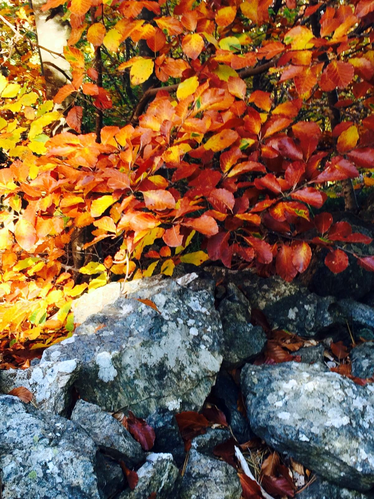 Locanda Lago delle Lame relax e buon cibo in un luogo da favola