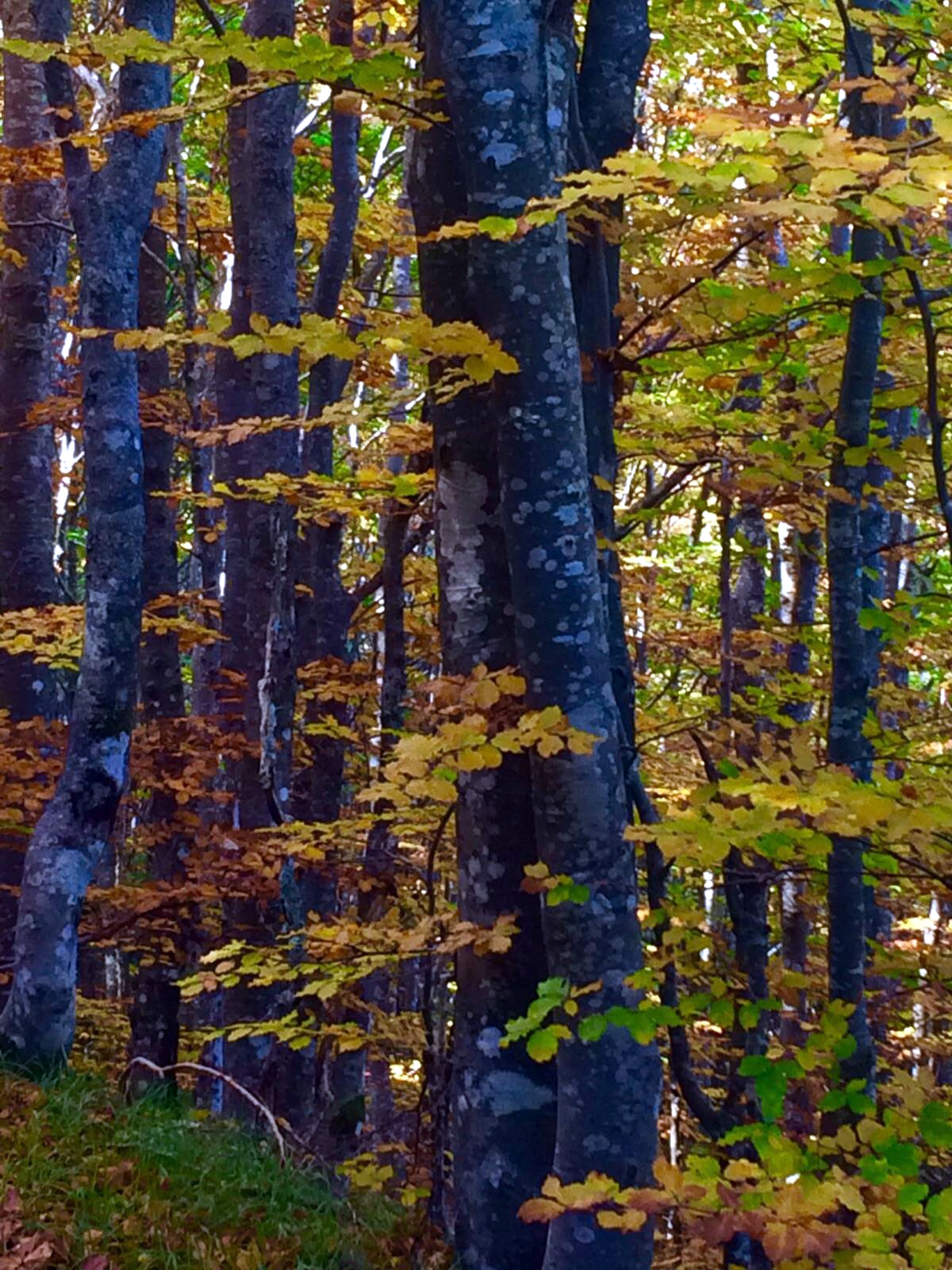 Locanda Lago delle Lame relax e buon cibo in un luogo da favola