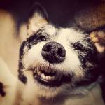 I cani ridono eccome FOTO8