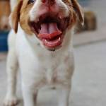 I cani ridono eccome FOTO7
