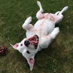 I cani ridono eccome FOTO15