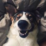 I cani ridono eccome FOTO12
