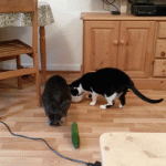 Gatti spaventati dal cetriolo: il VIDEO da un milione di clic4