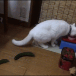 Gatti spaventati dal cetriolo: il VIDEO da un milione di clic