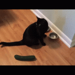 Gatti spaventati dal cetriolo: il VIDEO da un milione di clic2