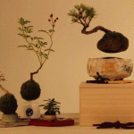 Air bonsai che levita grazie ai magneti