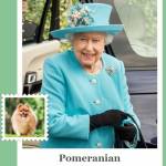 Kate Middleton assomiglia a un cane FOTO: inglesi contro Duchessa