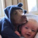 Cucciolo di bulldog col pigiama si dondola col neonato
