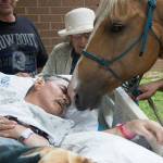 Ex veterano Vietnam, ultimo saluto ai suoi cavalli 2