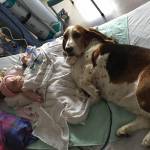 Nora, neonata colpita da ictus muore con suoi cani ai piedi 9