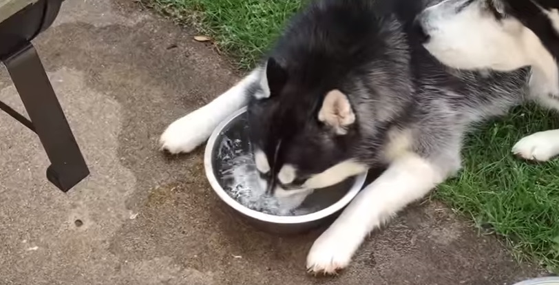 Maya, l'husky che ama fare le bolle nell'acqua VIDEO