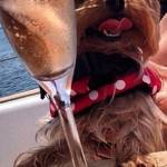 Rich Dogs of Instagram: cani su yacht e jet privati7