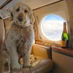 Rich Dogs of Instagram: cani su yacht e jet privati6