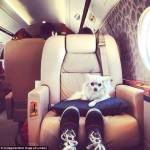 Rich Dogs of Instagram: cani su yacht e jet privati3