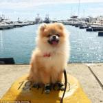 Rich Dogs of Instagram: cani su yacht e jet privati15