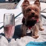 Rich Dogs of Instagram: cani su yacht e jet privati12