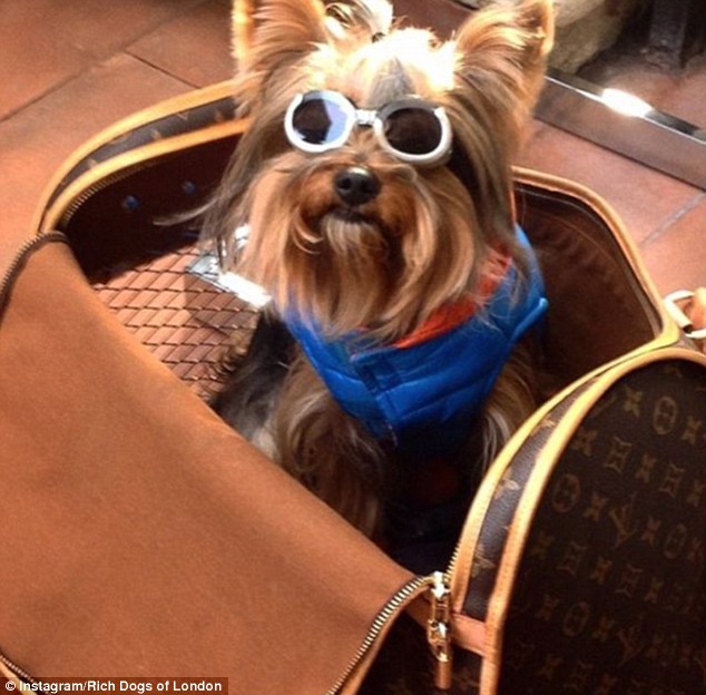 Rich Dogs of Instagram: cani su yacht e jet privati8
