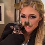 Paris Hilton, nuovo chihuahua indigna web7