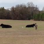 Bimbo sale su mucca che si riposa: finisce malissimo VIDEO2
