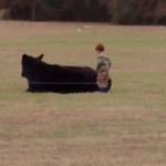 Bimbo sale su mucca che si riposa: finisce malissimo VIDEO1