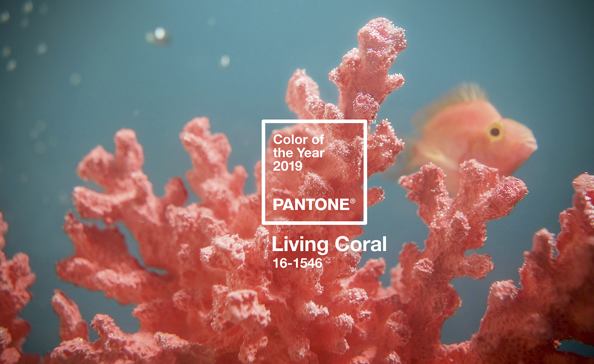 Pantone: è Living Coral il colore dell'anno