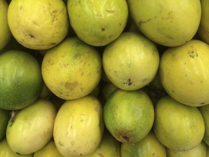 Camu camu, il frutto dell'Amazzonia che potrebbe contrastare l'obesità