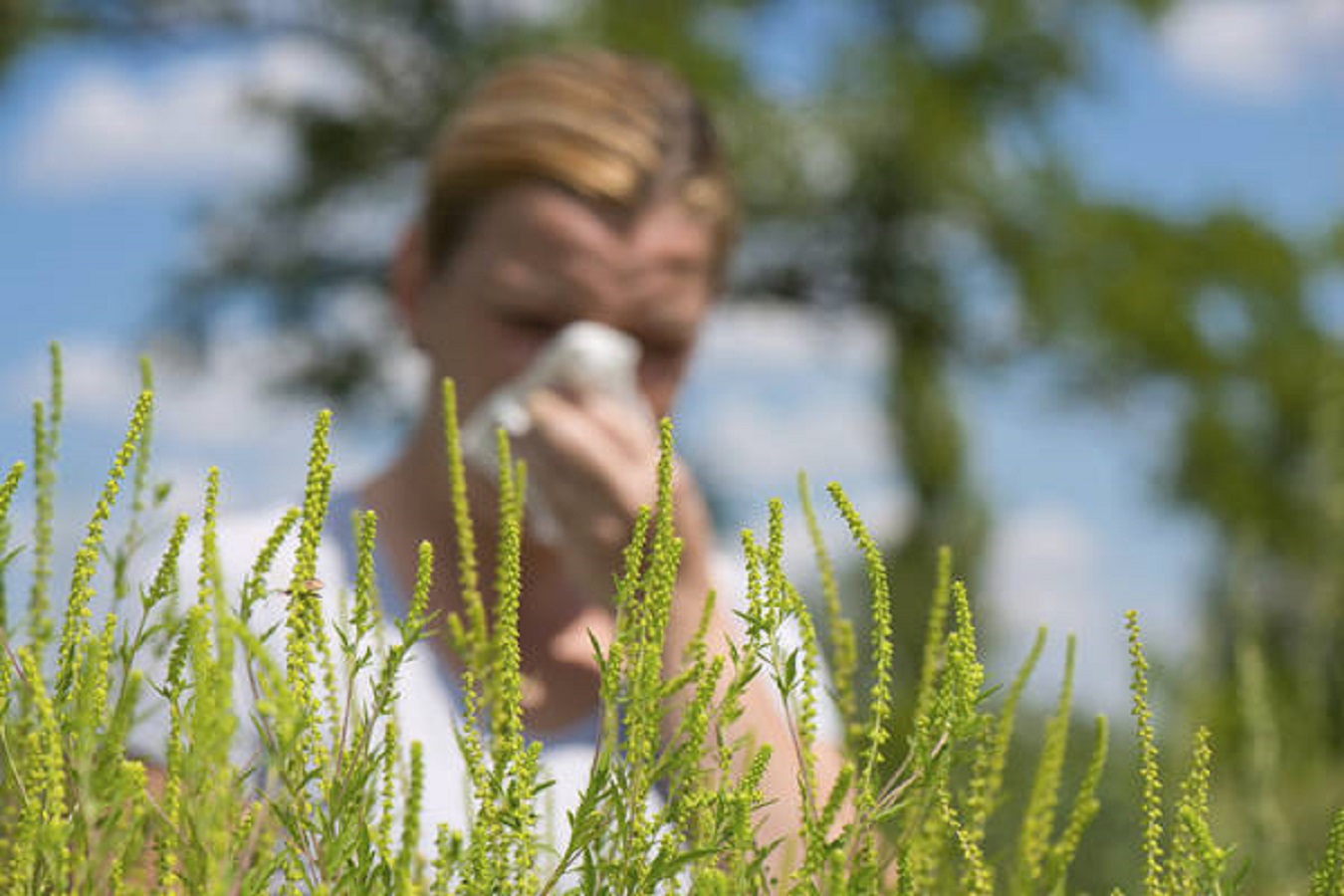 Allergia, rimedi naturali per contrastarla