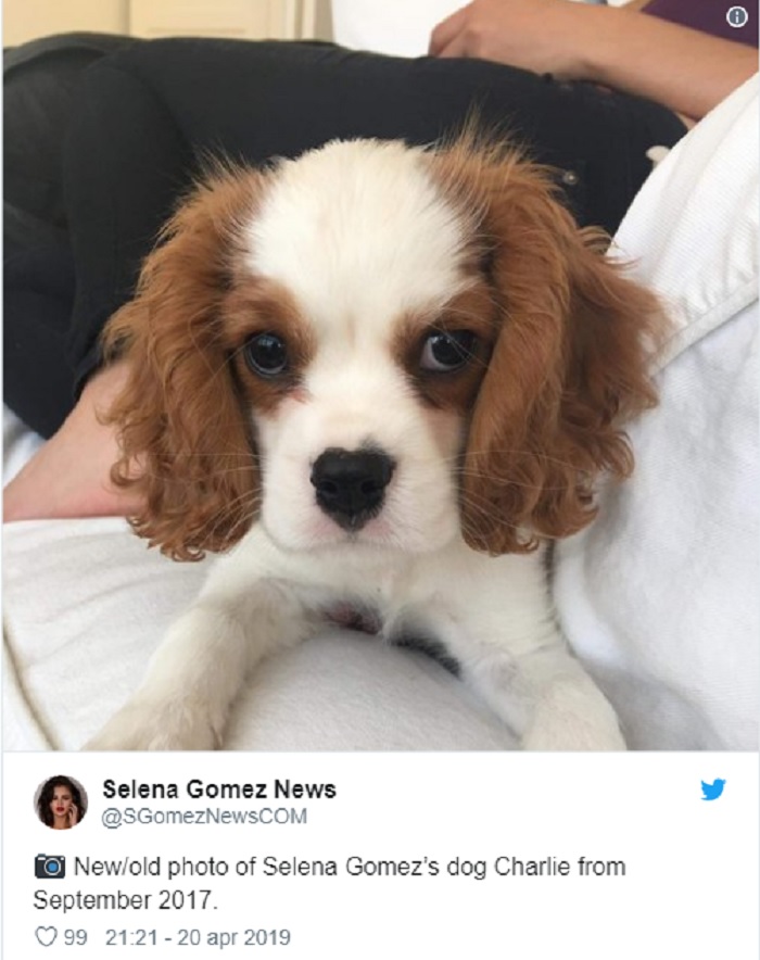 Selena Gomez, il suo nuovo adorabile amico a quattro zampe2