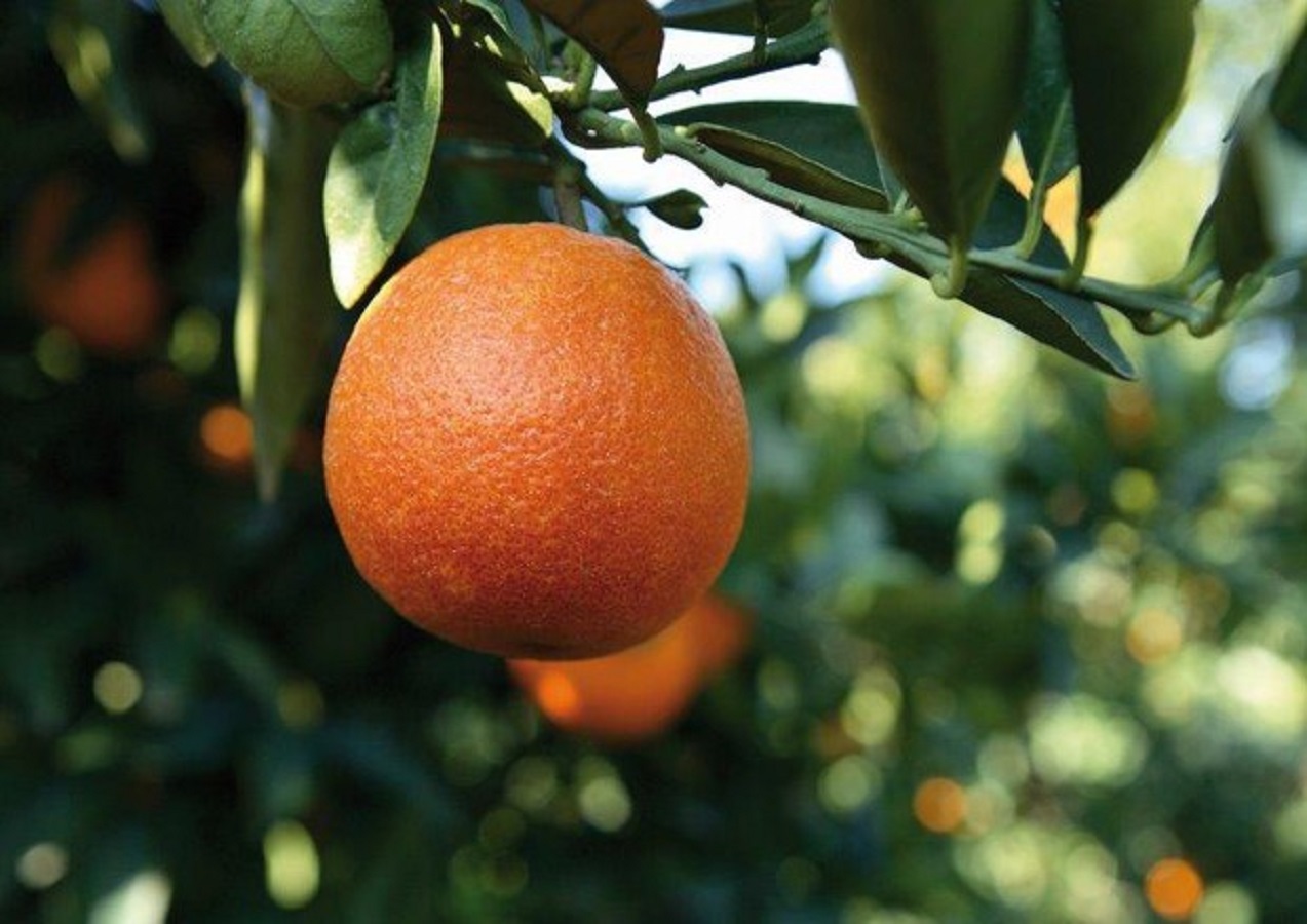 Mandarino, tutti i benefici e quanti mangiarne