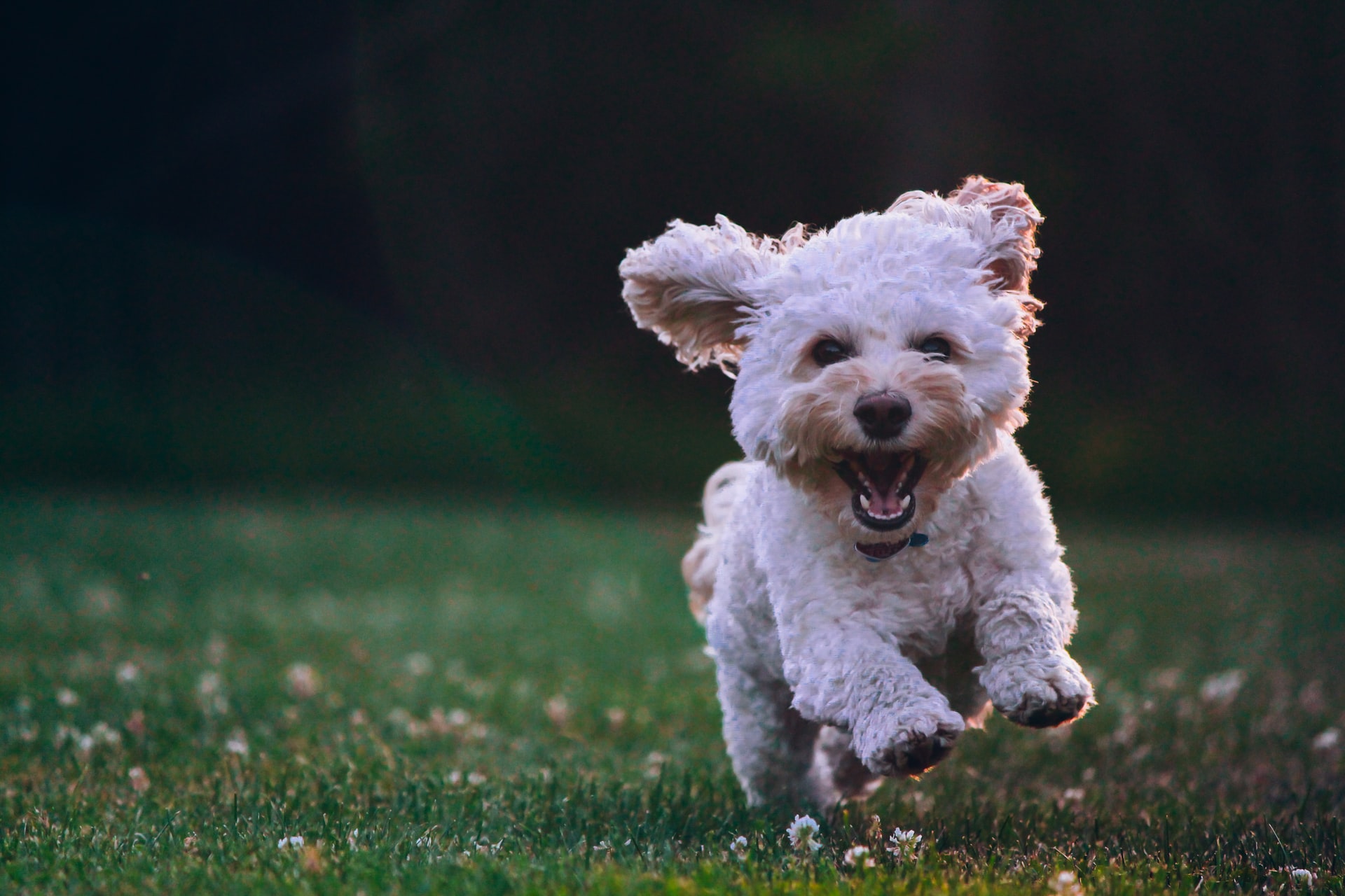 un cane che corre