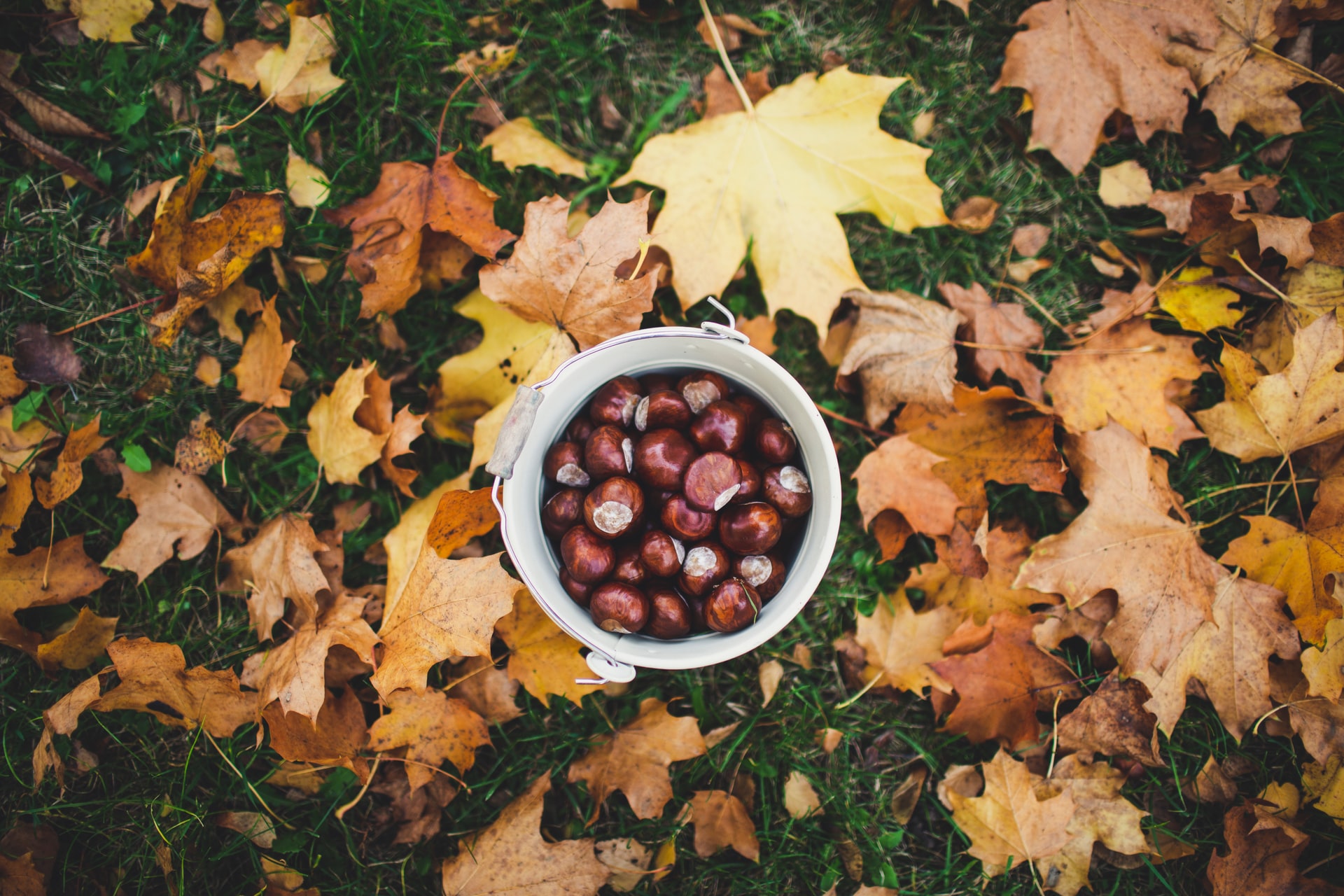 cestino di castagne