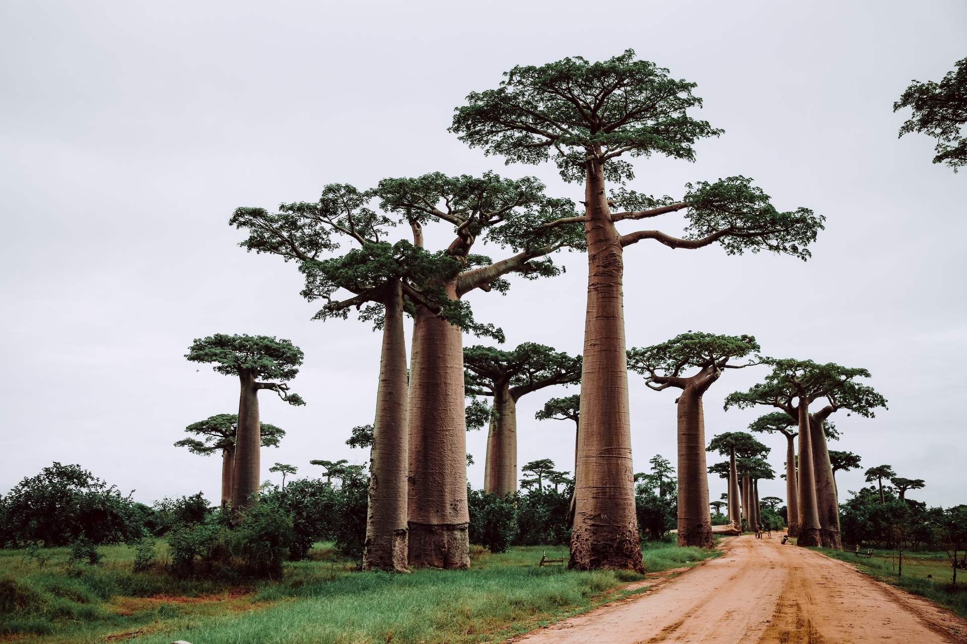 alberi di Baobab