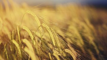 Colon irritabile, un tipo di grano coltivato in Puglia migliora i sintomi