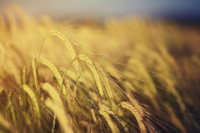 Colon irritabile, un tipo di grano coltivato in Puglia migliora i sintomi