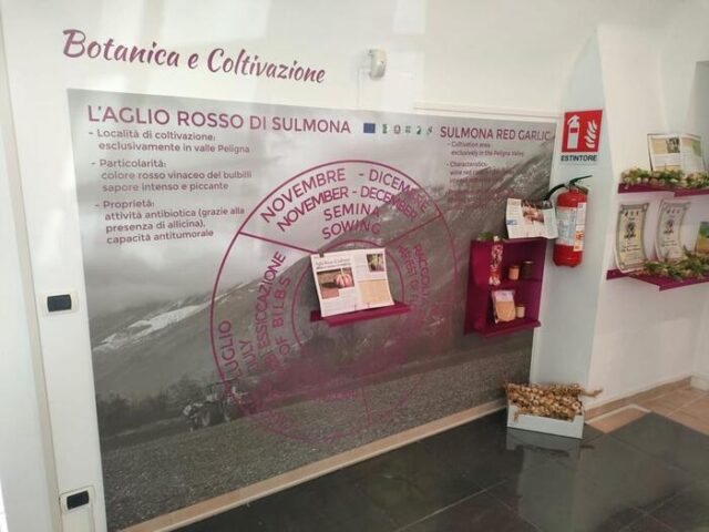 A Sulmona un museo per celebrare l'aglio rosso