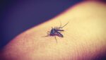 Punture di zanzare: piccole strategie per prevenire i pizzichi