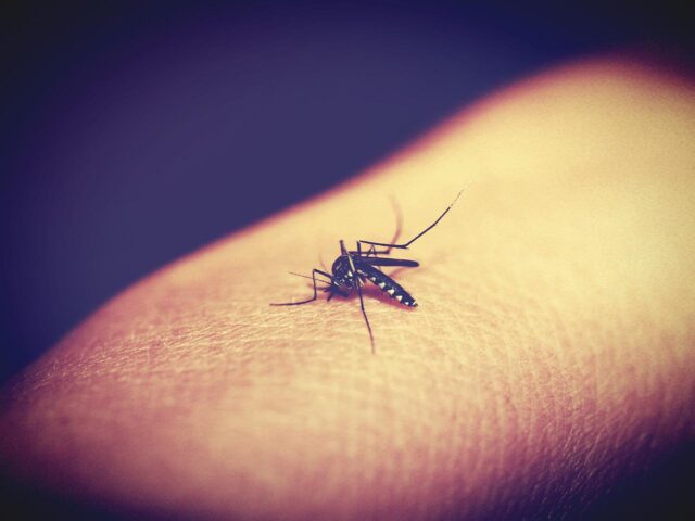 Punture di zanzare: piccole strategie per prevenire i pizzichi