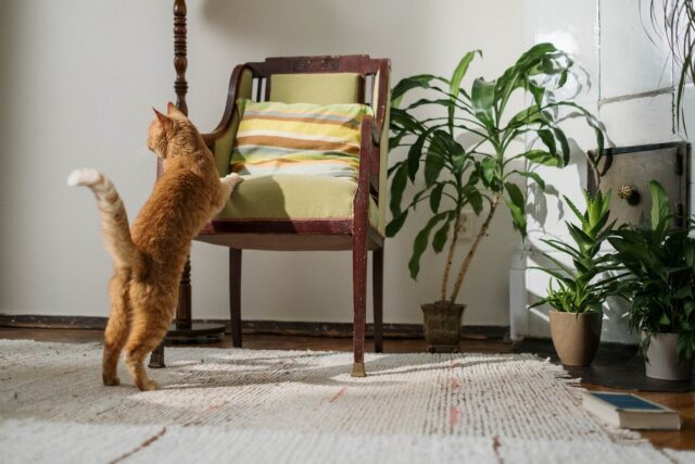 un gatto in casa vicino ad una pianta