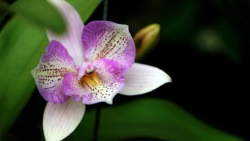 Guida pratica per coltivare l'orchidea