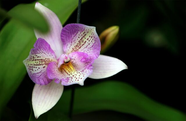 Guida pratica per coltivare l'orchidea