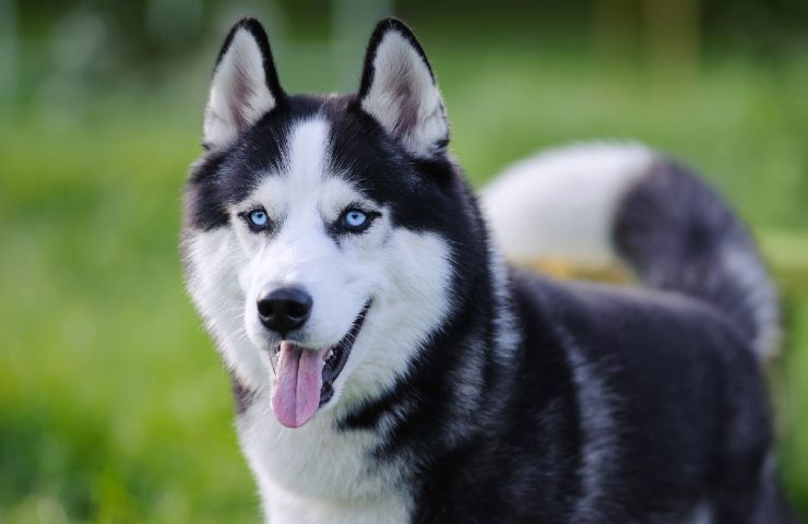 Cane Husky Cane Husky